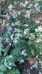 Ageratina altissima