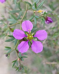 Fagonia cretica