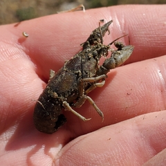 Faxonius virilis