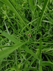 Anartia fatima