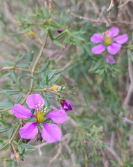 Fagonia cretica