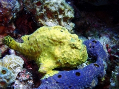 Antennarius multiocellatus