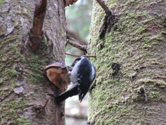 Dryobates villosus harrisi