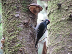 Dryobates villosus harrisi