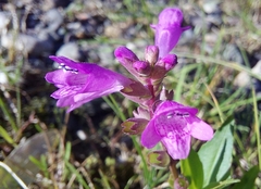 Physostegia parviflora