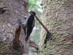 Dryobates villosus harrisi