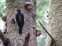 Dryobates villosus harrisi