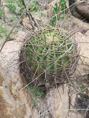 Ferocactus histrix