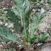 Anthurium schlechtendalii - Photo (c) lolinameg, μερικά δικαιώματα διατηρούνται (CC BY-NC)