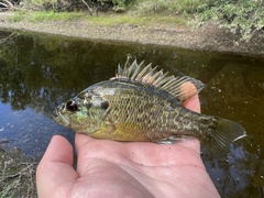 Lepomis gulosus
