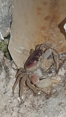 Gecarcinus lateralis