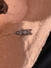 Eudonia angustea