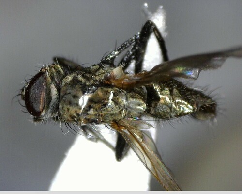 iNaturalist observation photo of Flies