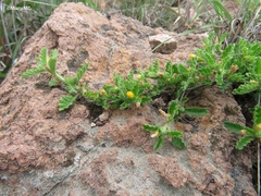 Turnera diffusa