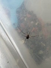 Oligolophinae