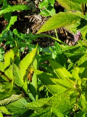 Melanoplus bivittatus