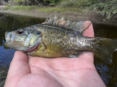 Lepomis gulosus