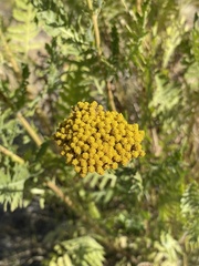 Achillea filipendulina
