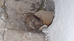 Gecarcinus lateralis