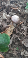 Amanita porphyria