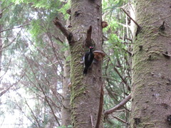 Dryobates villosus harrisi