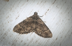 Eucymatoge peplodes