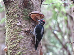 Dryobates villosus harrisi