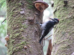 Dryobates villosus harrisi