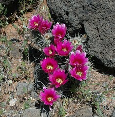 Echinocereus engelmannii fasciculatus