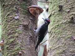 Dryobates villosus harrisi