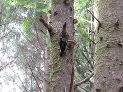 Dryobates villosus harrisi