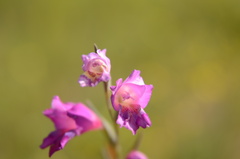 Gladiolus carinatus