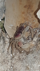 Gecarcinus lateralis