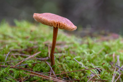 Galerina paludosa