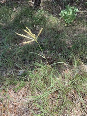 Dichanthium annulatum