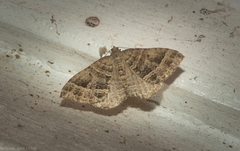 Chrysolarentia subrectaria