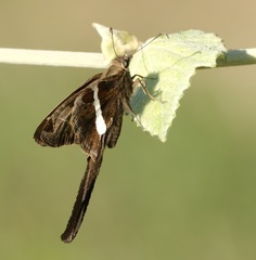 Chioides albofasciatus