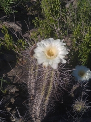 Trichocereus deserticola