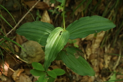 Epipactis