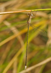 Lestes elatus