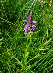 Physostegia parviflora