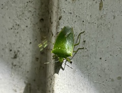 Chinavia acuta