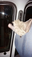 Rousettus aegyptiacus