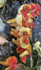 Hygrocybe conica
