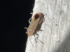 Caenocoris