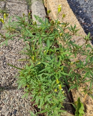 Tagetes minuta