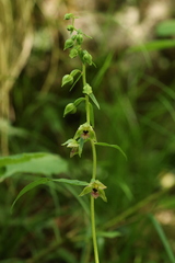Epipactis