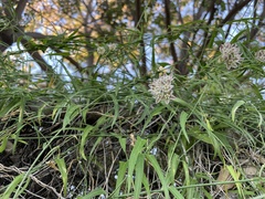 Funastrum