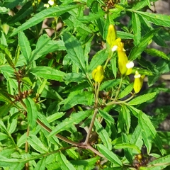 Tagetes minuta