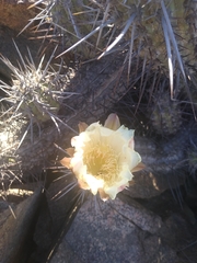 Trichocereus deserticola